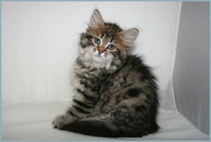 Female Siberian Kitten from Deedlebug Siberians